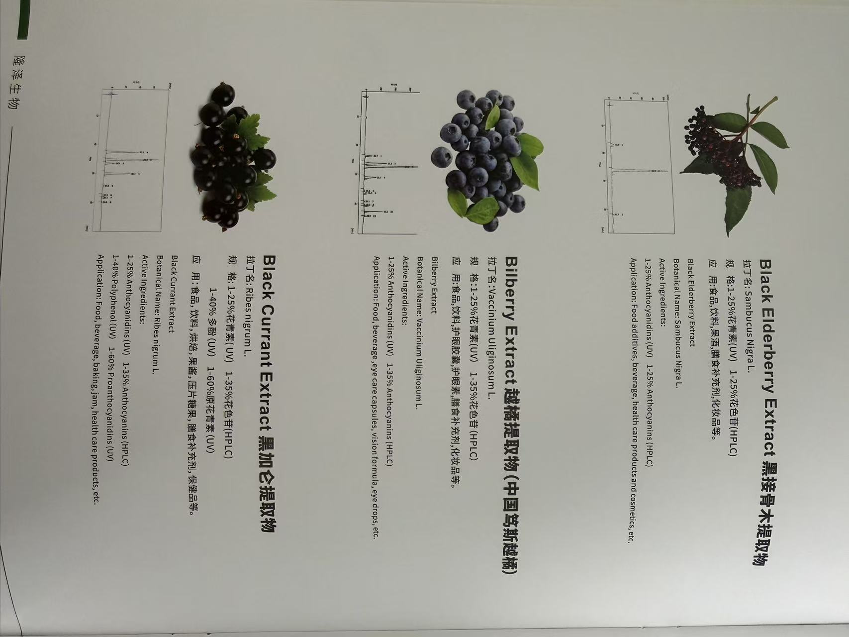 Black Currant Extract botanical source illustration from the supplied catalog