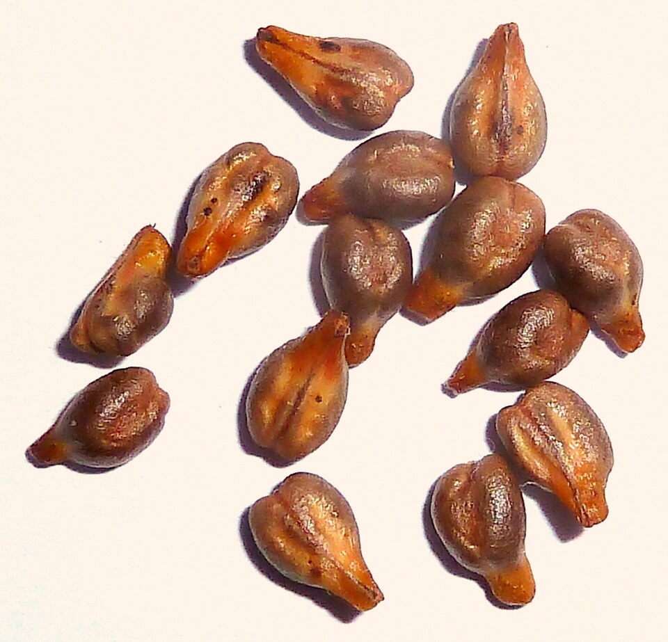 Grape seeds of Vitis vinifera cultivar Red Globe