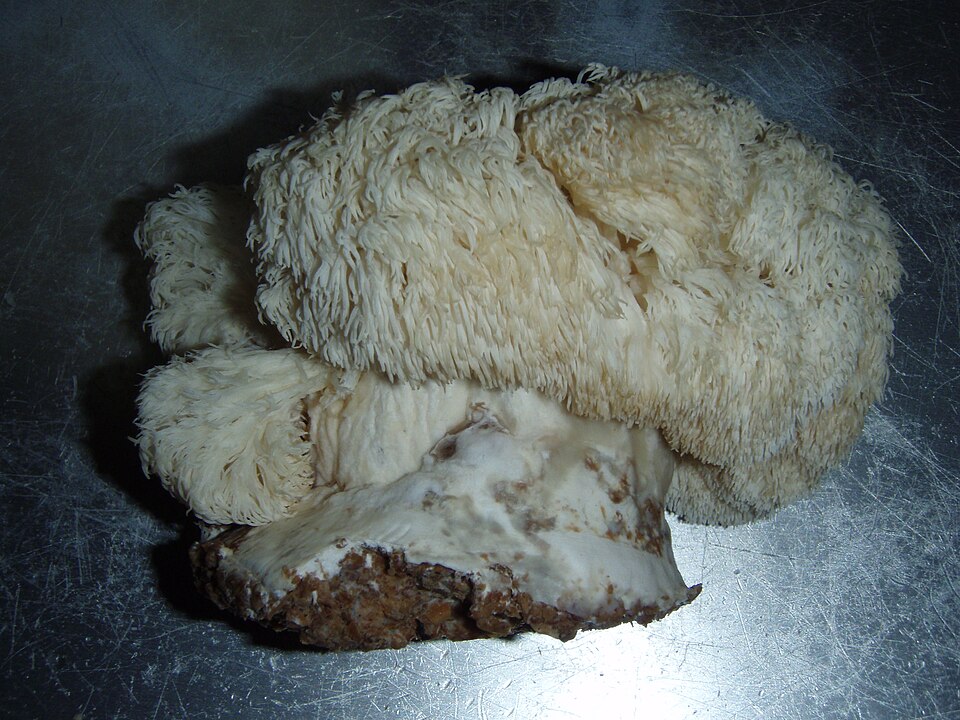 Lion’s mane mushroom (Hericium erinaceus) — botanical reference photo