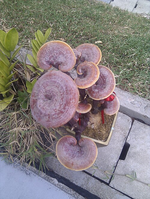 Reishi mushroom (Ganoderma lingzhi) — botanical reference photo